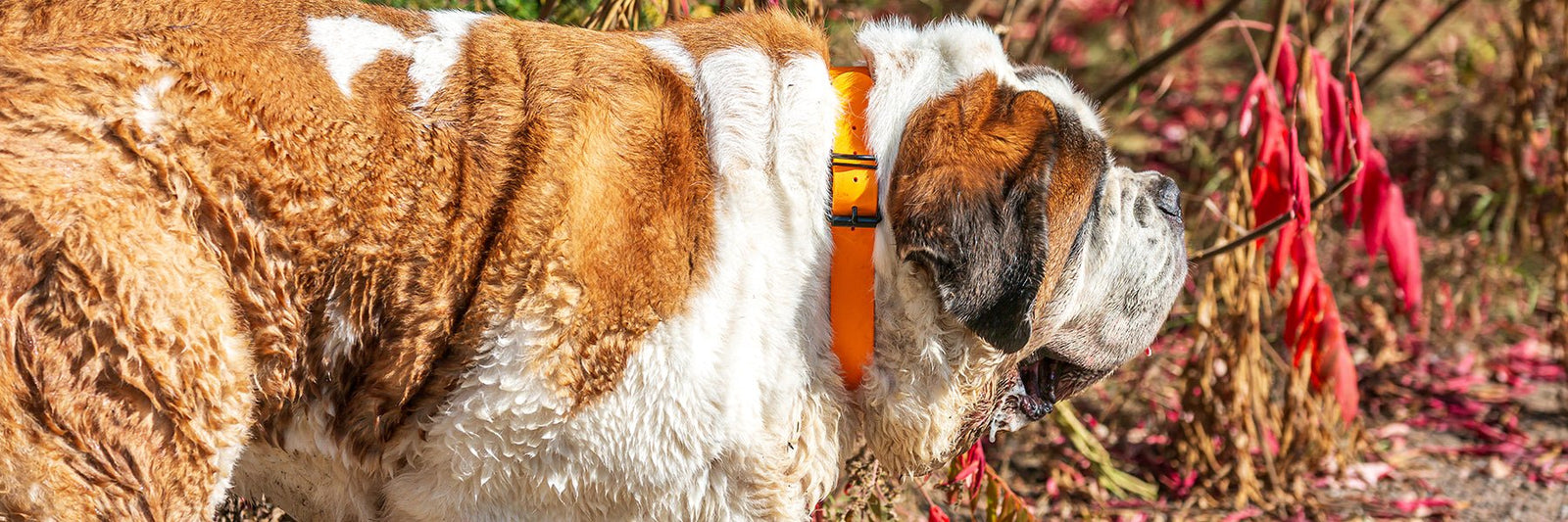 Saint Bernard Selfies - Lucy + Norman