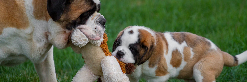 Small Gift Ideas - Lucy + Norman