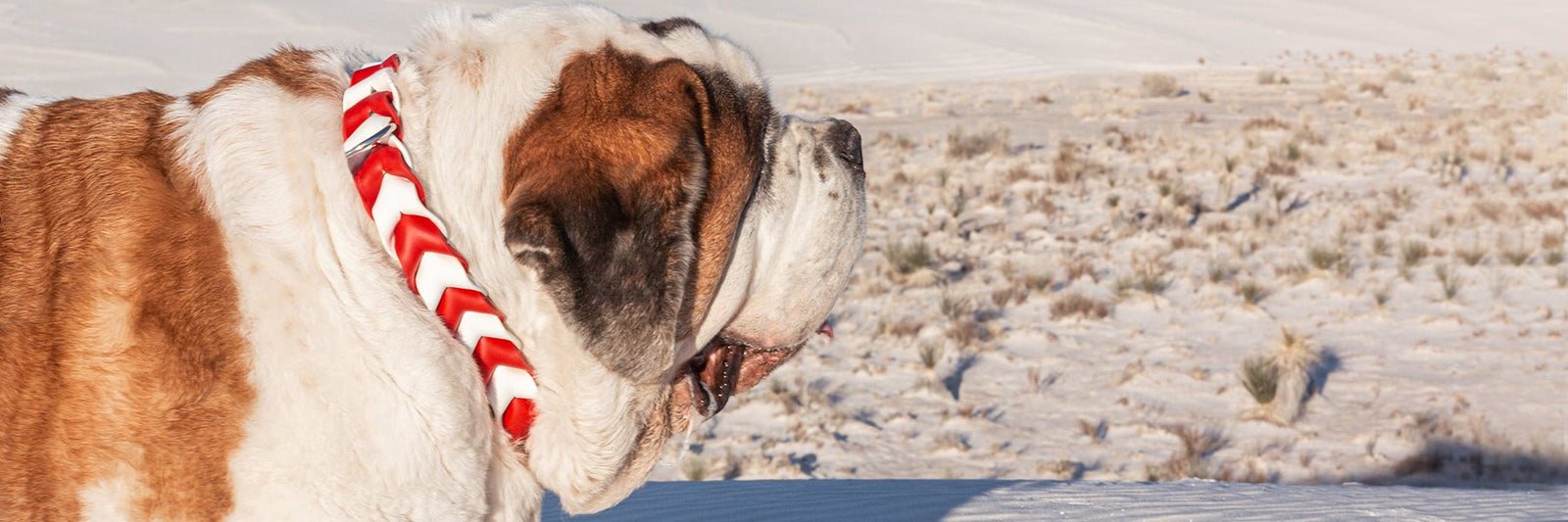 All Apparel - Lucy + Norman