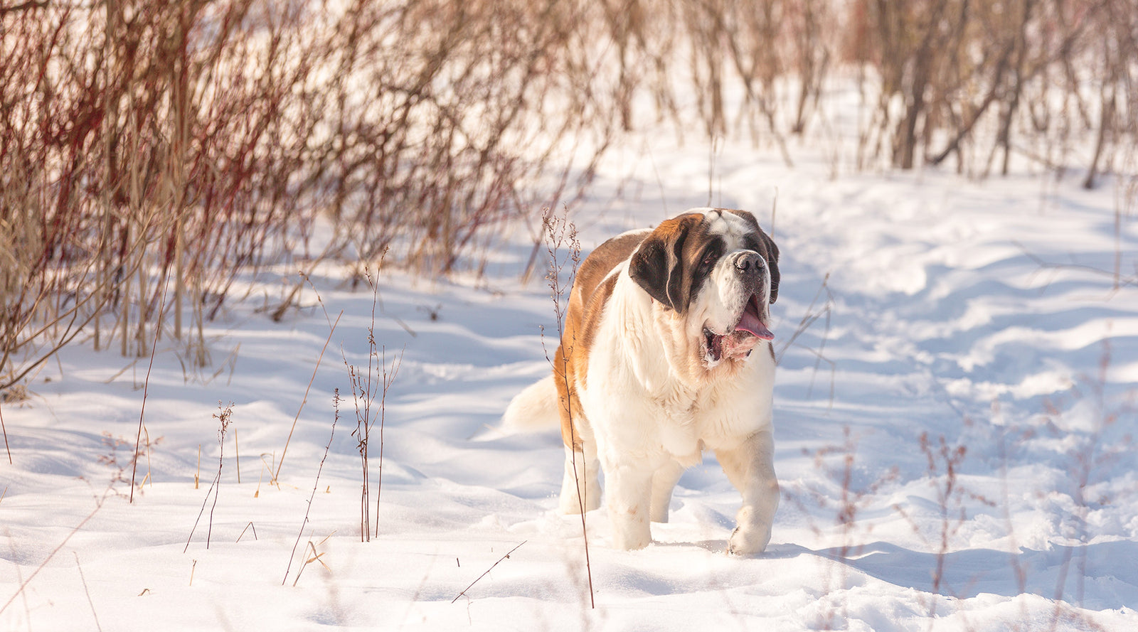 Christmas - Merry Saintmas! - Lucy + Norman