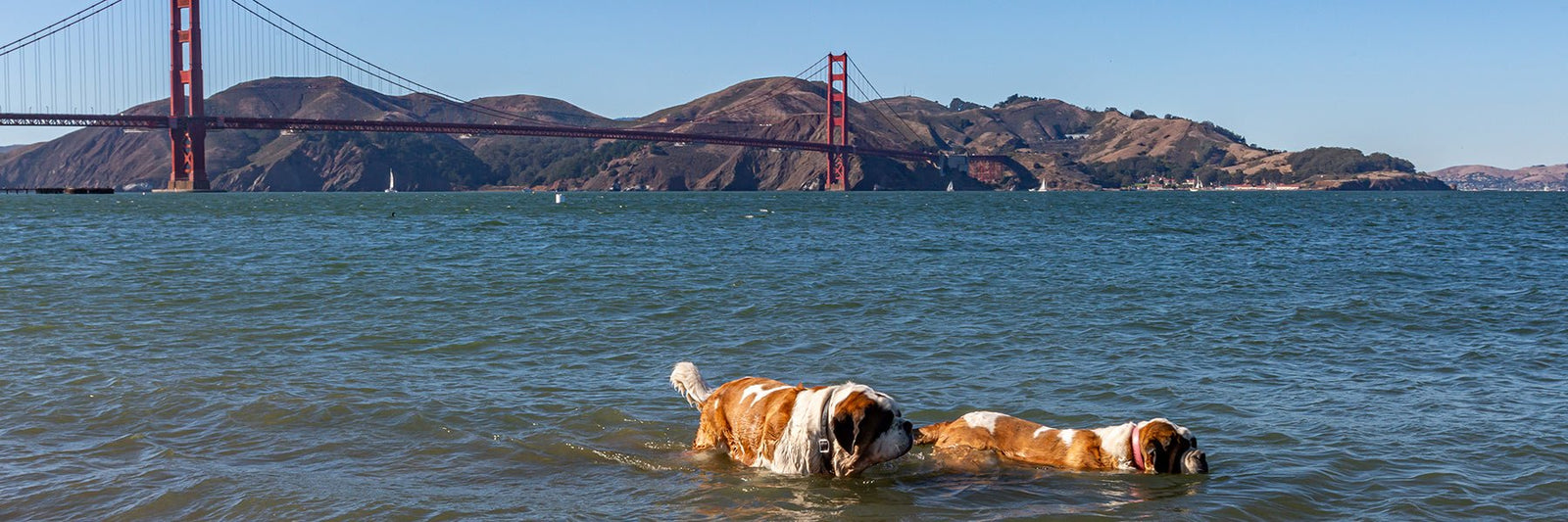 Dog Bowls - Lucy + Norman