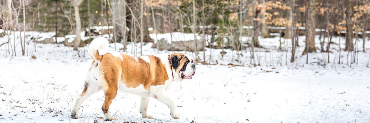 Let It Snow Collection - Lucy + Norman