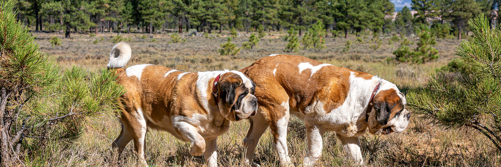 New in our shop - Lucy + Norman