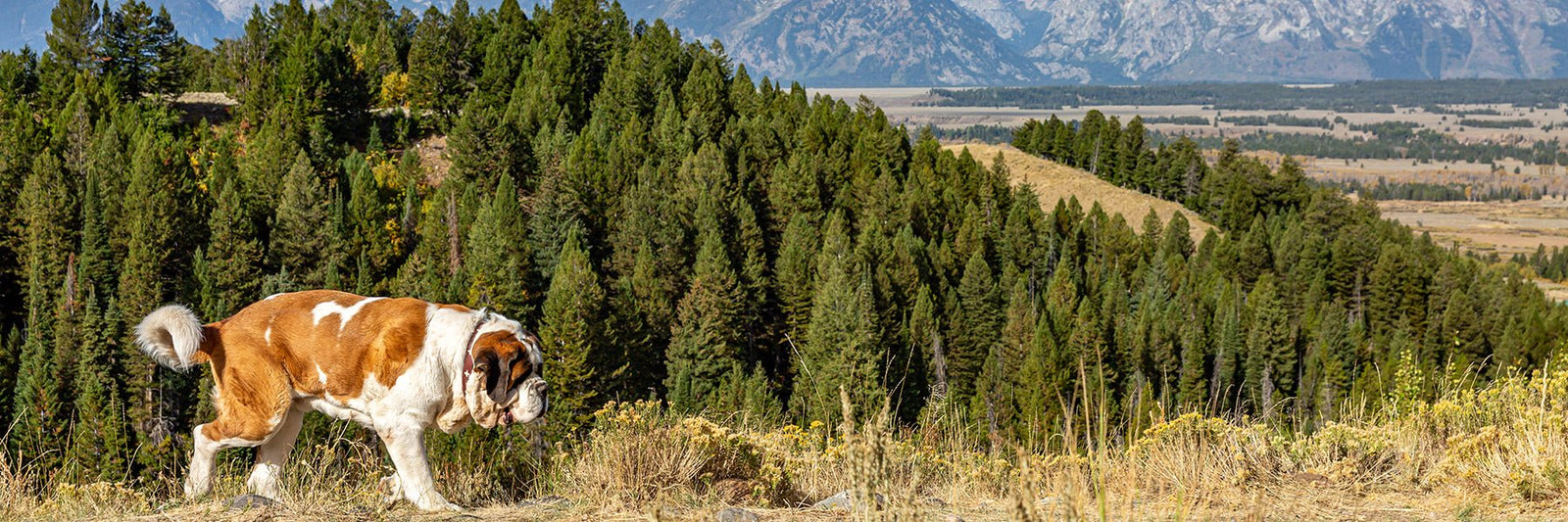 Saint Bernard Candles - Lucy + Norman