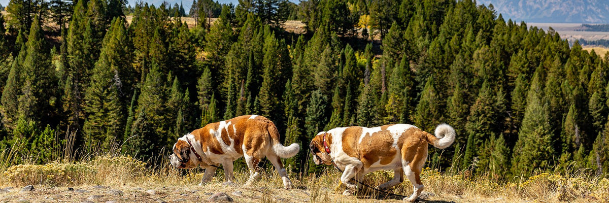 Saint Bernard Dog Hats - Lucy + Norman