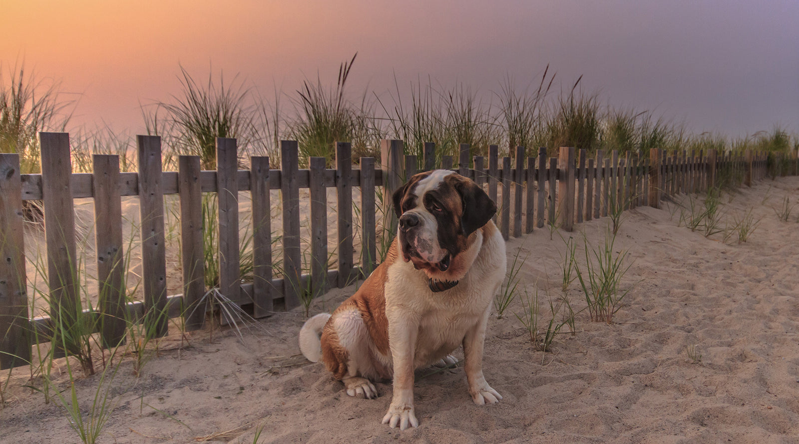 Saint Bernard Dog Mom - Lucy + Norman