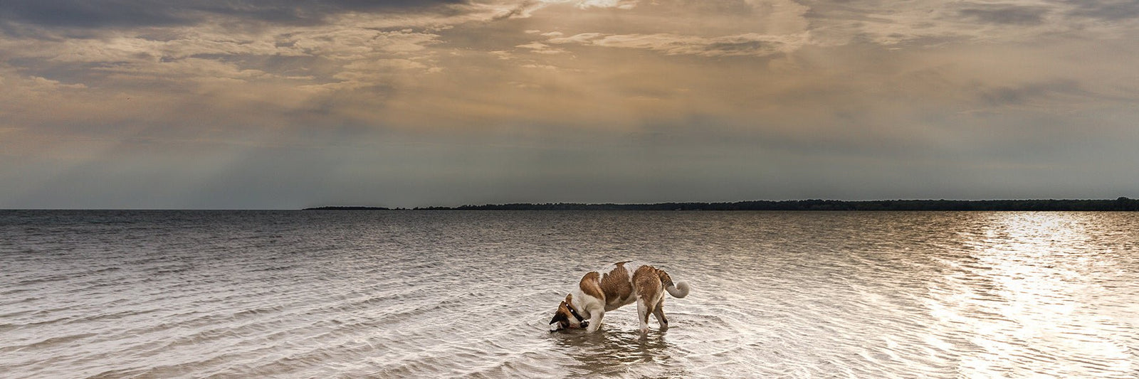 Saint Bernard Dog Stickers + Decals - Lucy + Norman