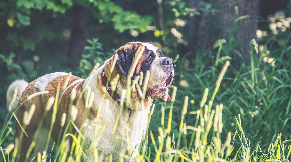 St Bernard Dog Carry Alls + Bags | Lucy + Norman