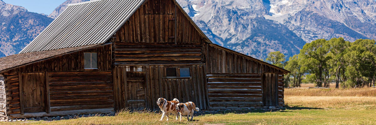 St Bernard Dog Pants + Loungewear - Lucy + Norman