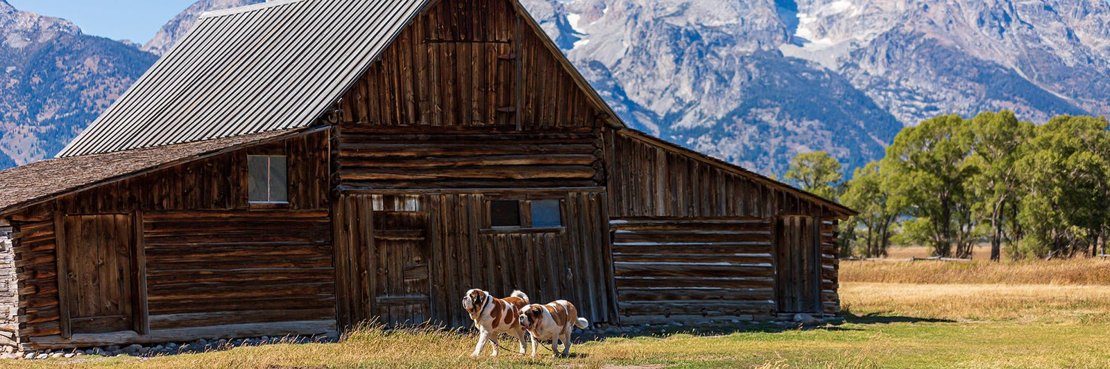 St Bernard Dog Pants + Loungewear - Lucy + Norman