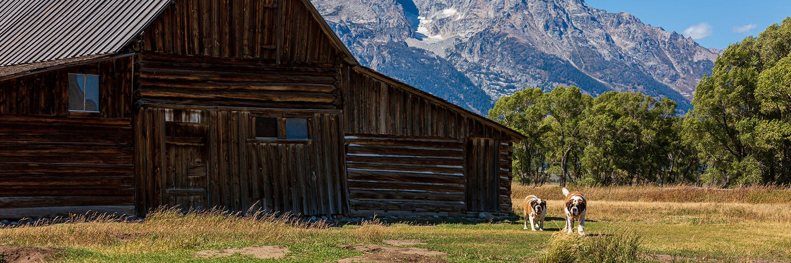 St Bernard Dog Tees + Long Sleeves - Lucy + Norman