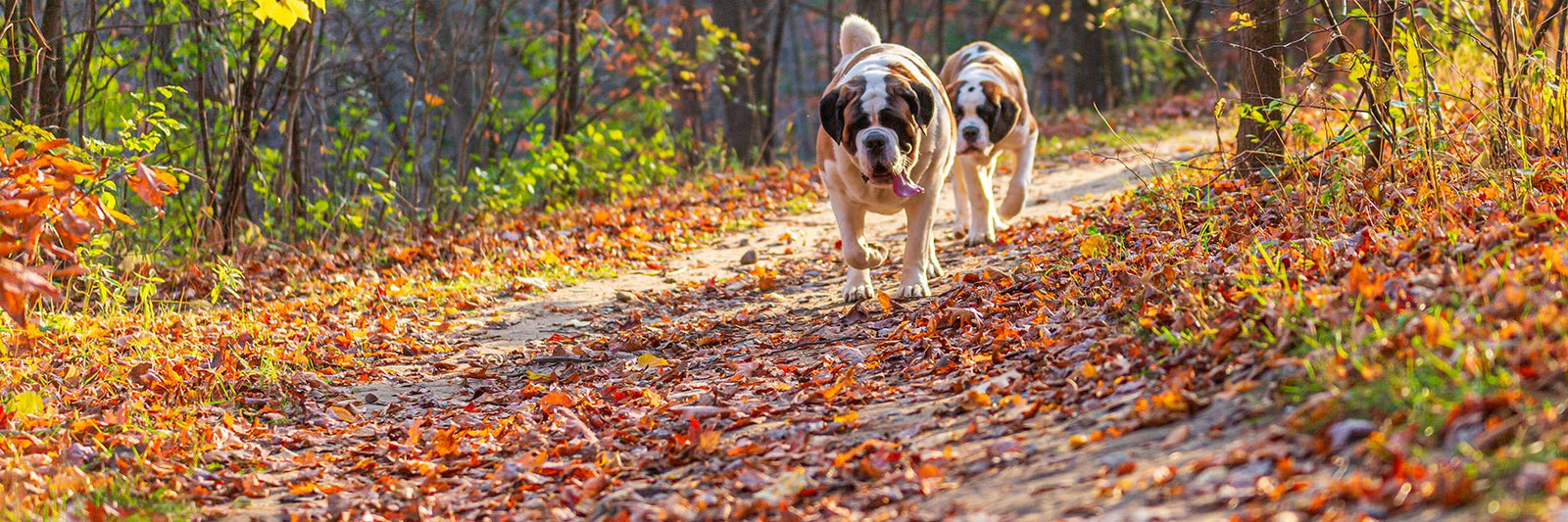 The Autumn Collection - Lucy + Norman