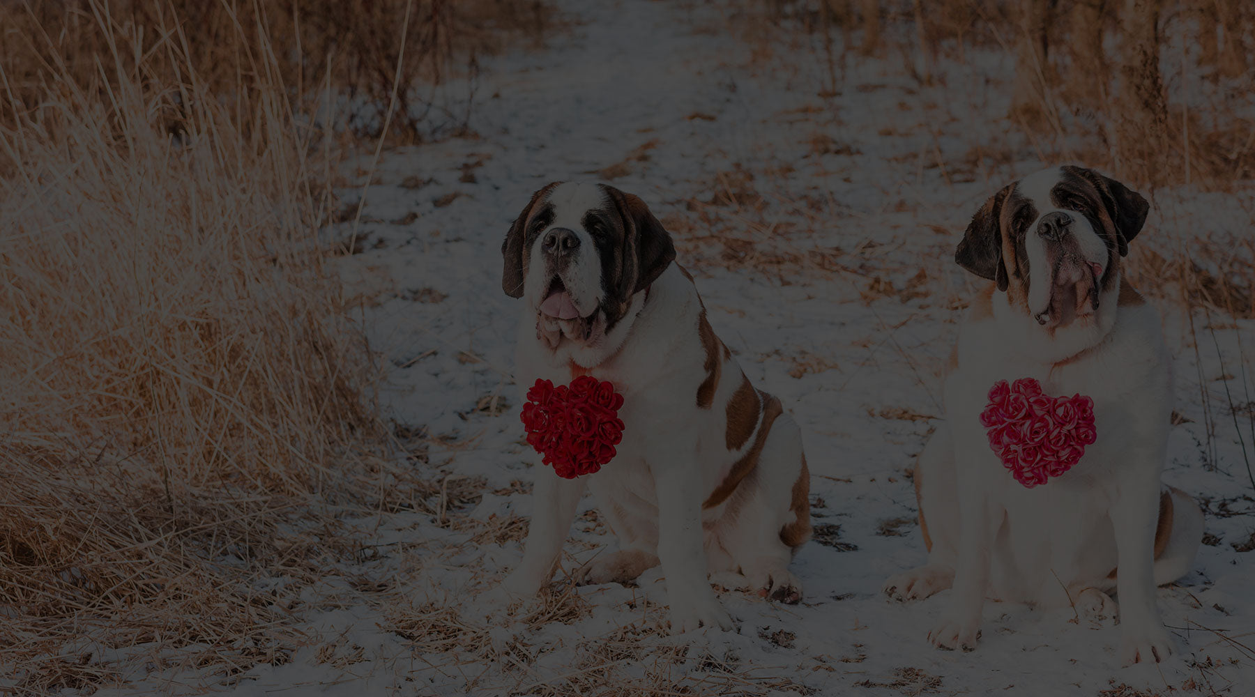 About Saint Bernards Lucy and Norman