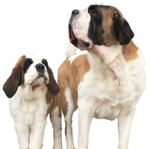 A Saint Bernard dog and puppy standing side by side on a white background