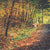 Saint Bernard walking in autumn forest - Lucy + Norman