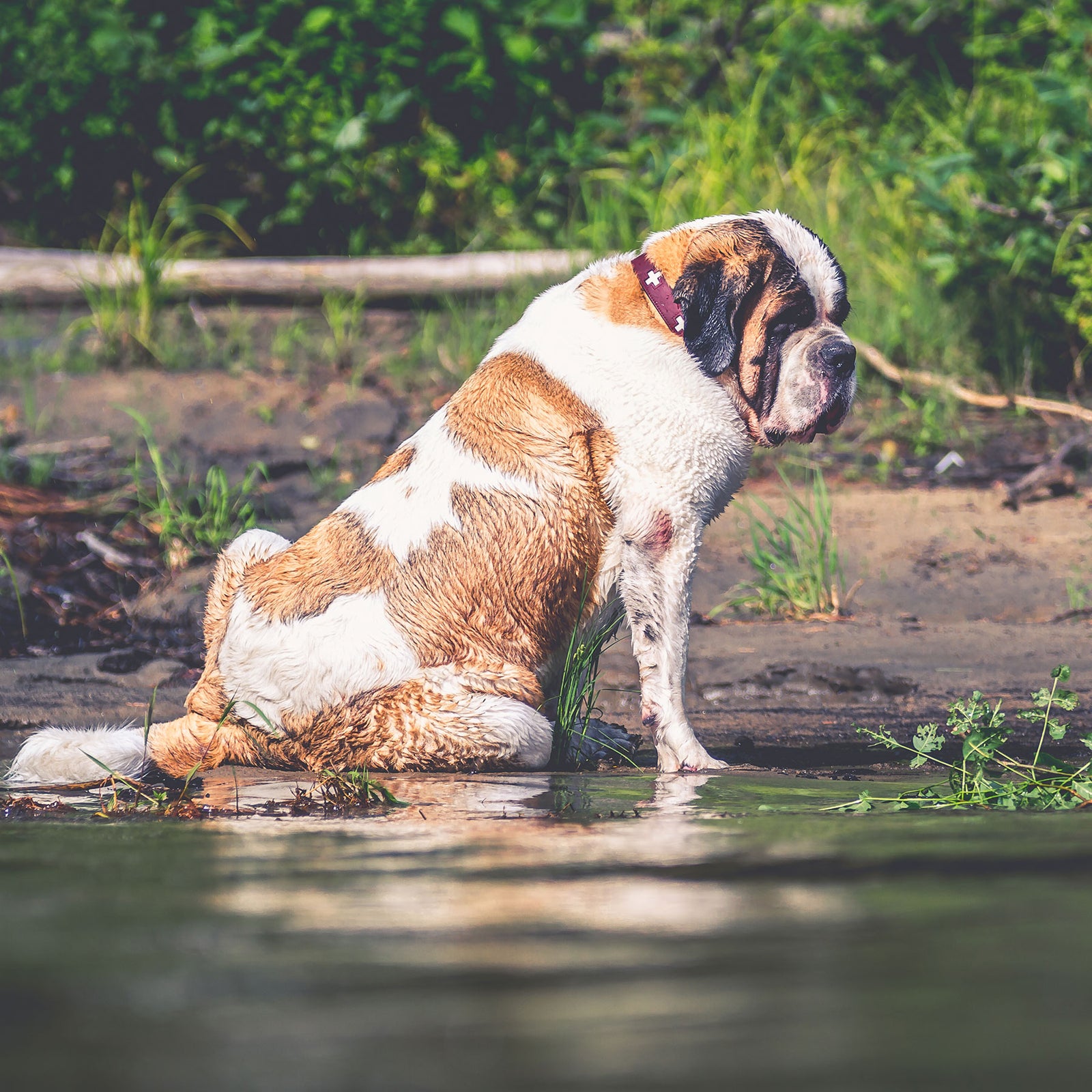 Saint Bernard dog looking at water - Lucy + Norman