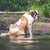 Saint Bernard dog looking at water - Lucy + Norman