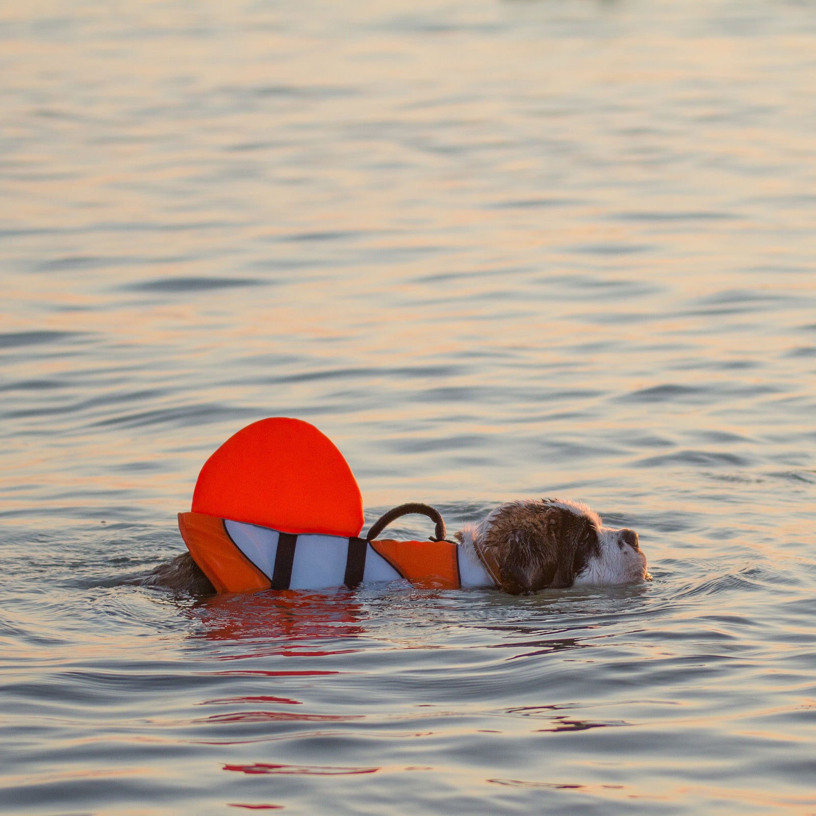 Saint Bernard puppy swimming with life jacket - Lucy + Norman