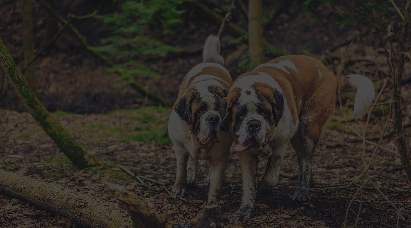 Lucy and Norman Shipping Details