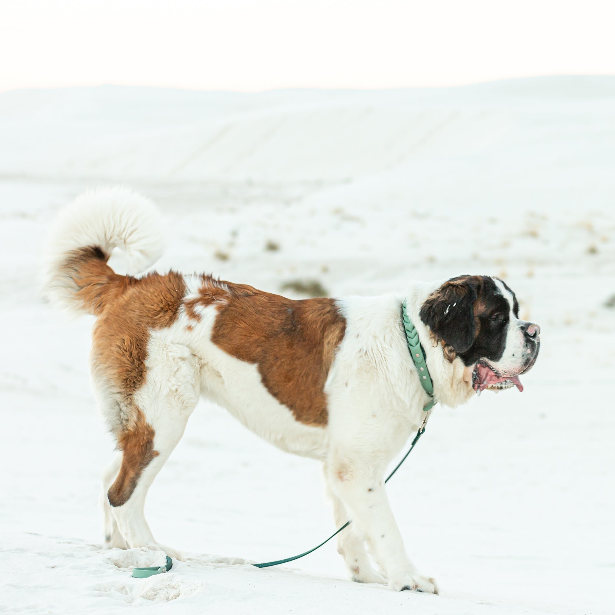 Meadow Roamer Braided Collar - Lucy + Norman