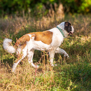 Meadow Roamer Braided Collar - Lucy + Norman