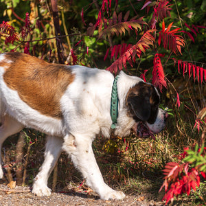 Meadow Roamer Braided Collar - Lucy + Norman