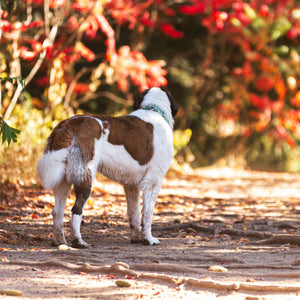 Meadow Roamer Braided Collar - Lucy + Norman