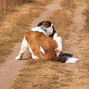 Meadow Roamer Braided Collar - Lucy + Norman