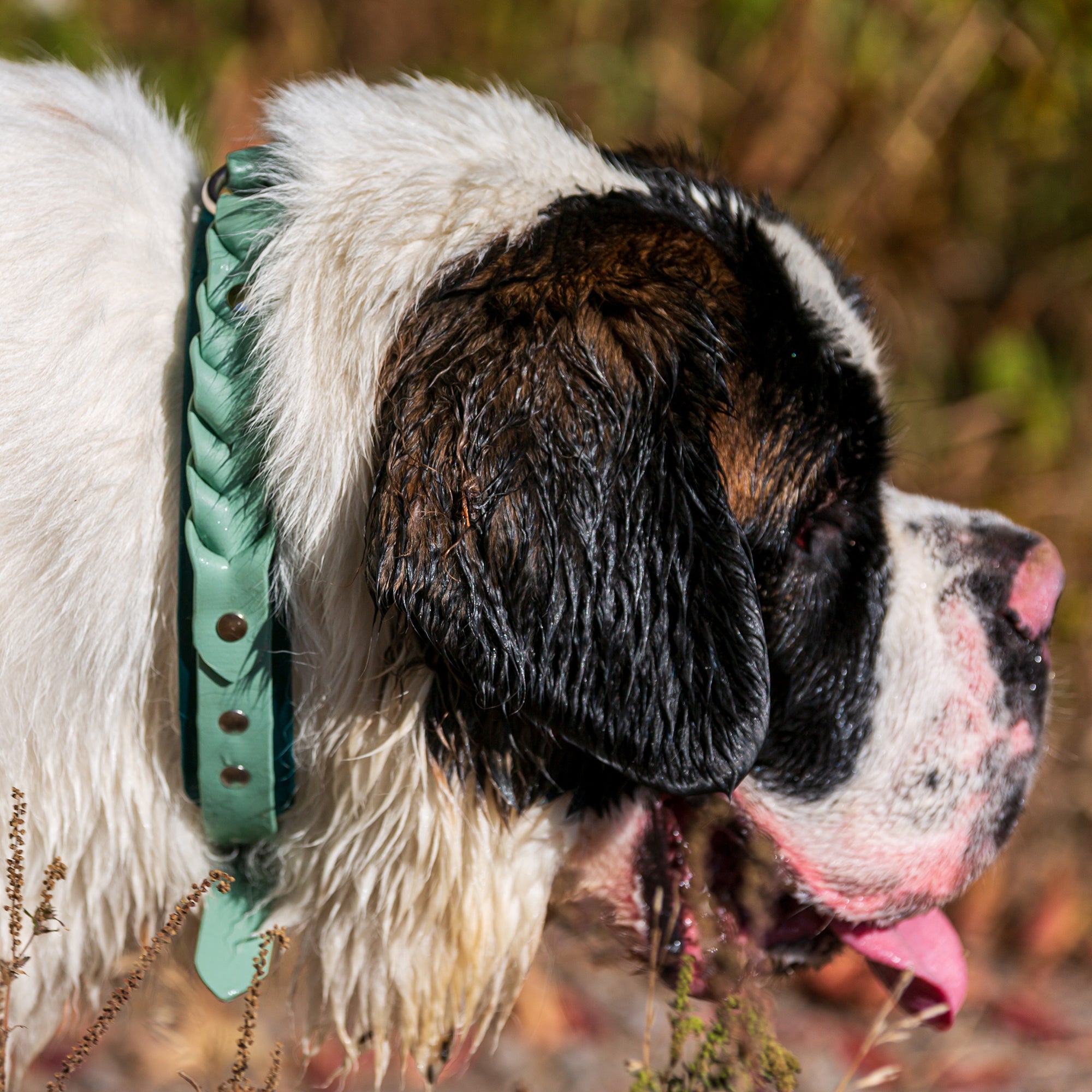 Meadow Roamer Braided Collar - Lucy + Norman