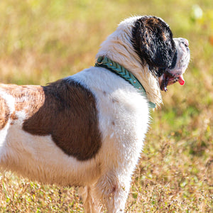 Meadow Roamer Braided Collar - Lucy + Norman