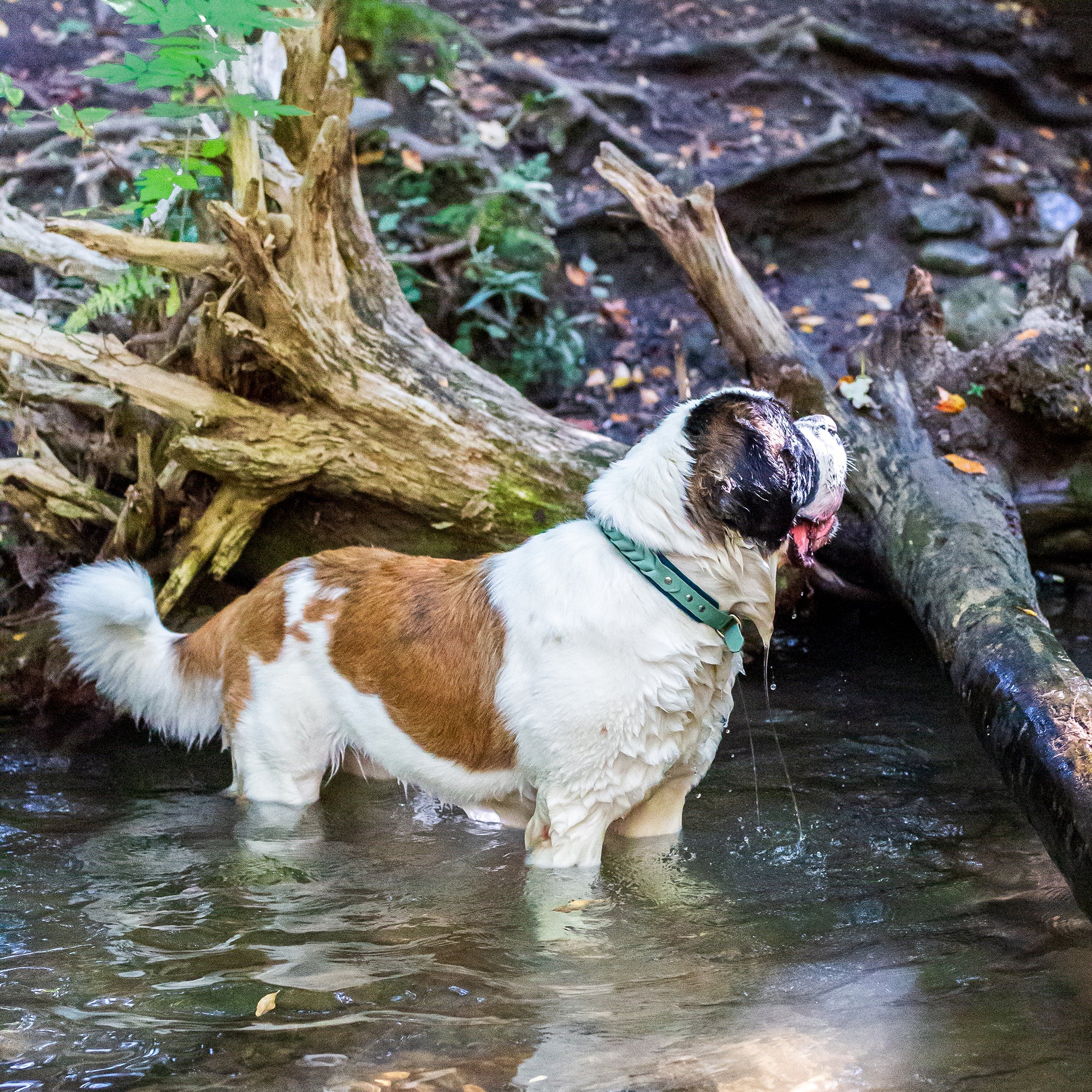 Meadow Roamer Braided Collar - Lucy + Norman