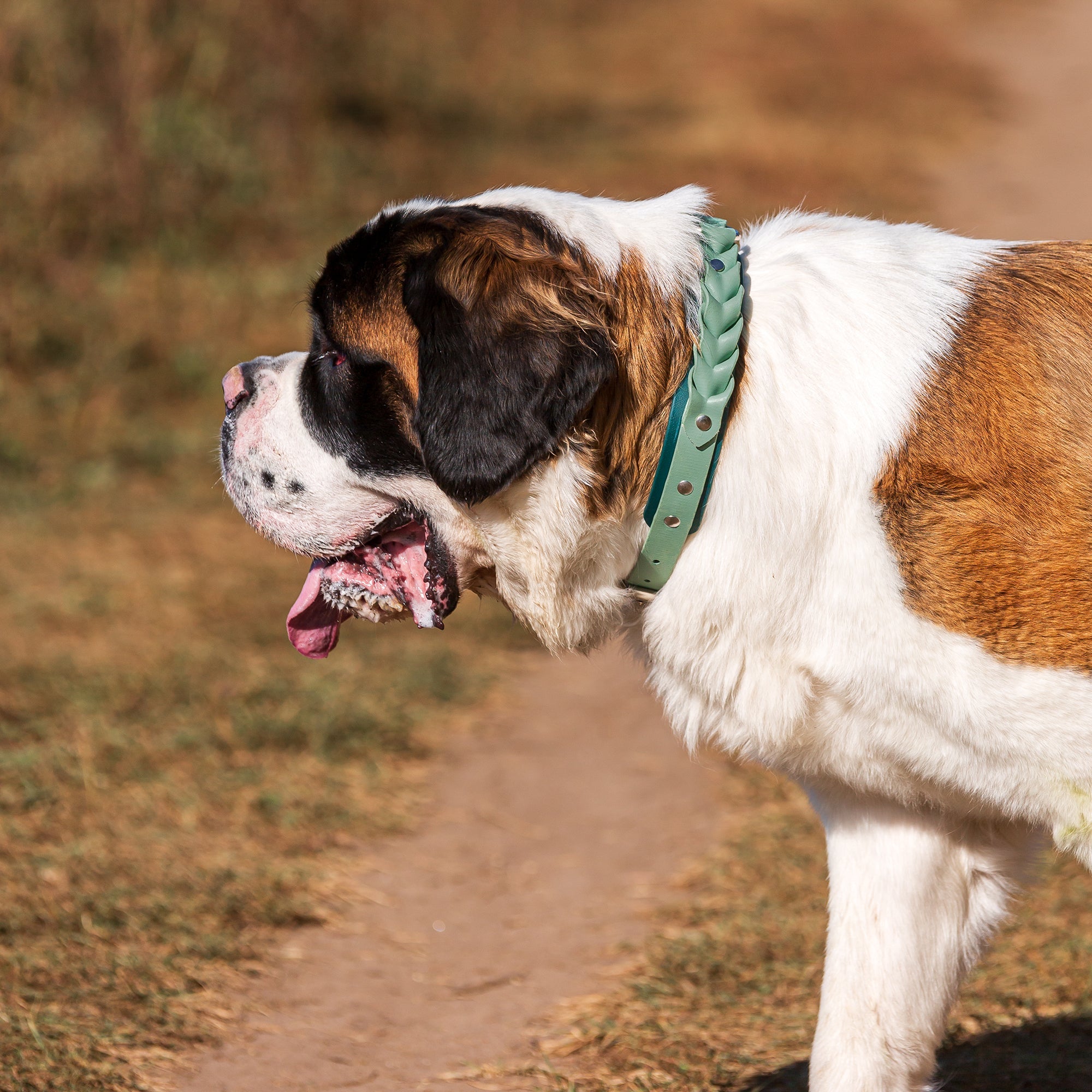 Meadow Roamer Braided Collar - Lucy + Norman