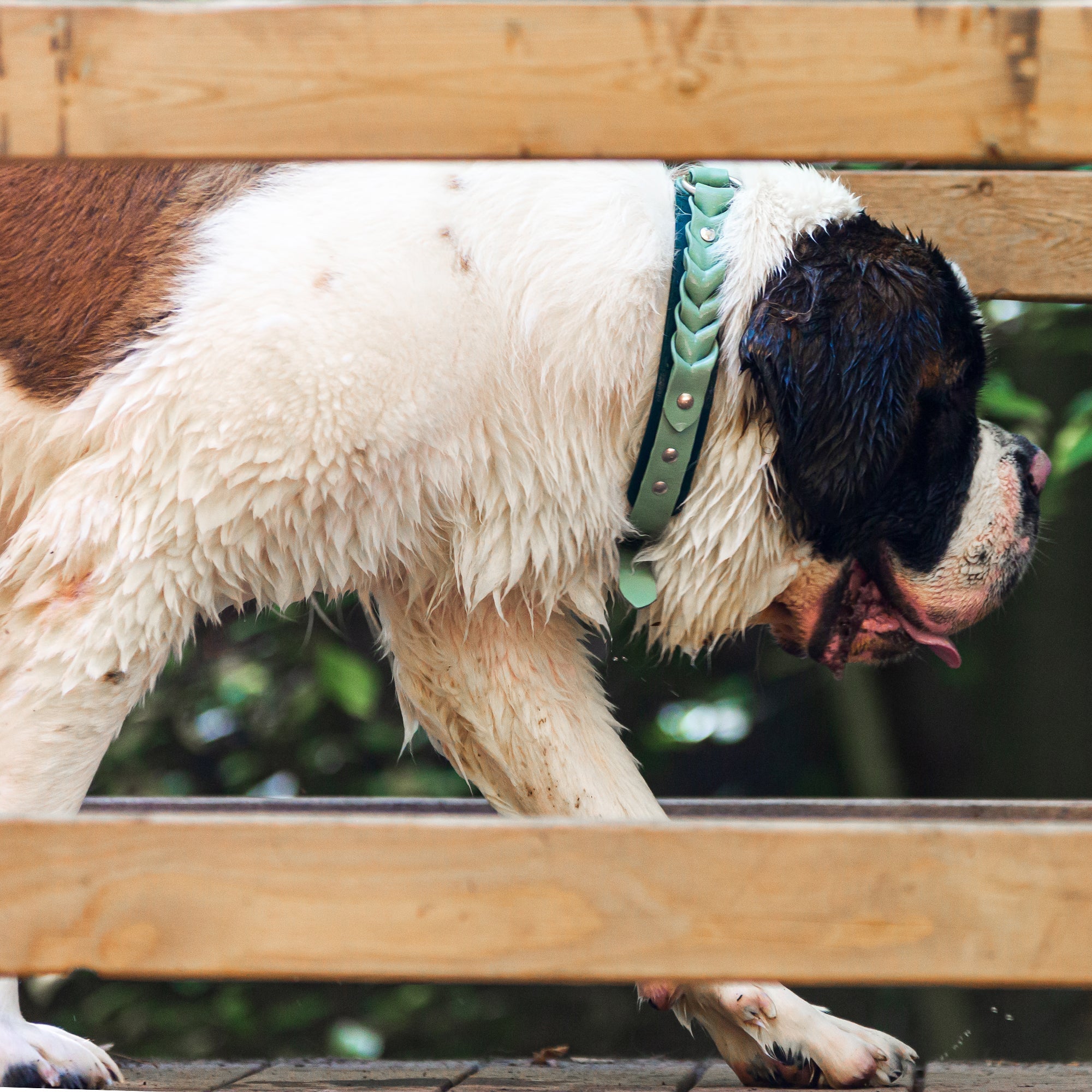 Meadow Roamer Braided Collar - Lucy + Norman