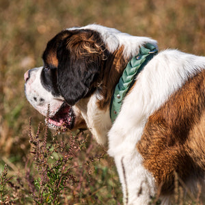 Meadow Roamer Braided Collar - Lucy + Norman