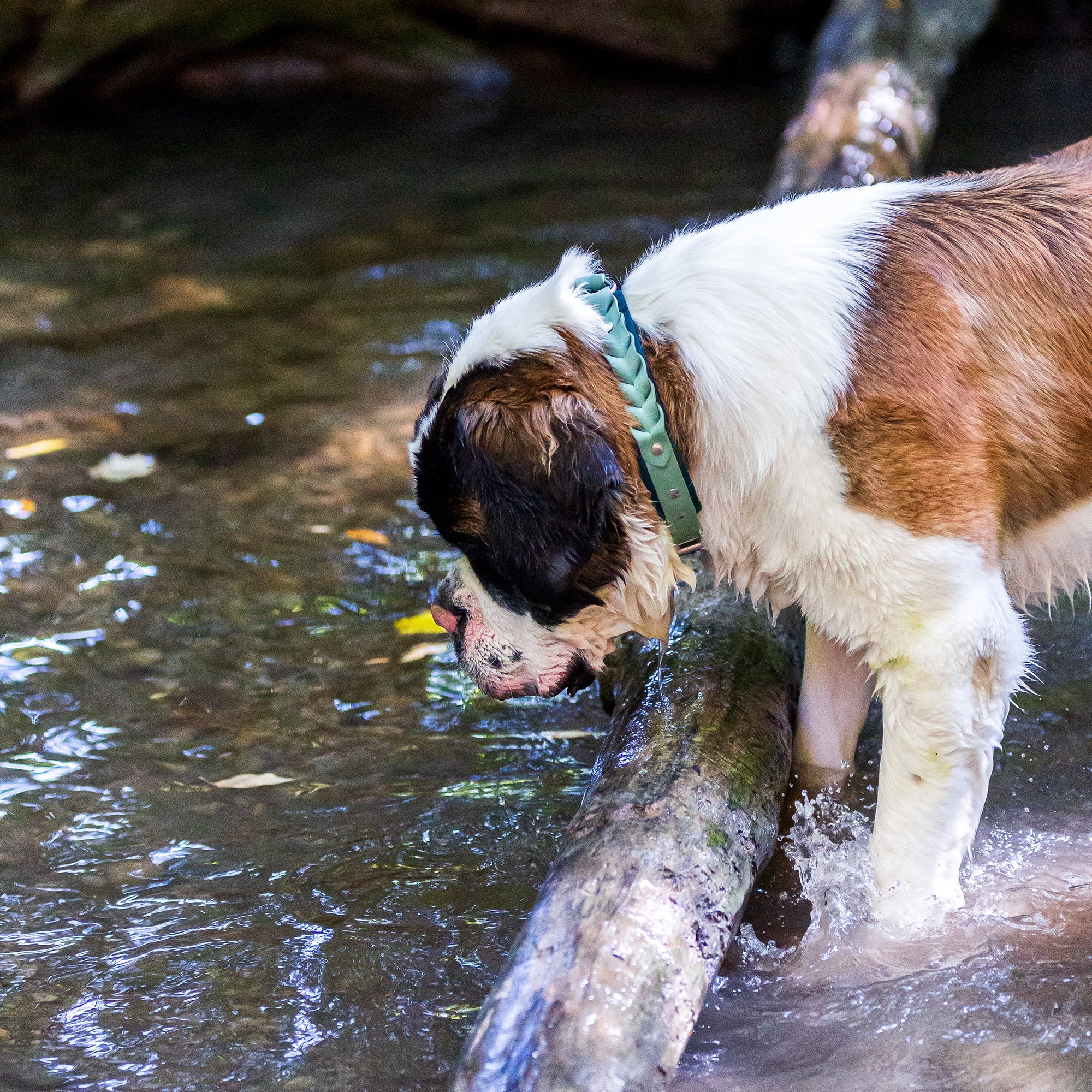 Meadow Roamer Braided Collar - Lucy + Norman