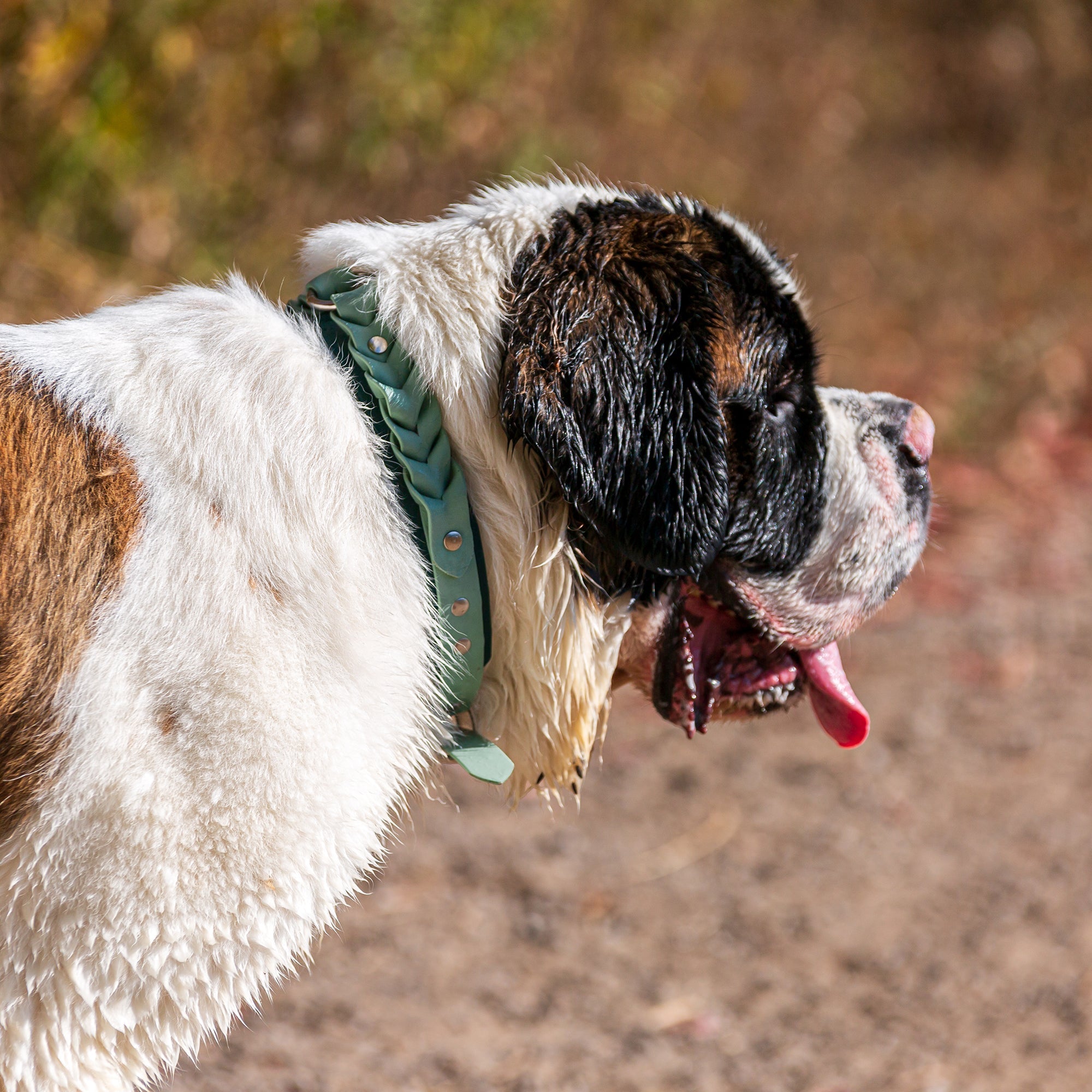 Meadow Roamer Braided Collar - Lucy + Norman