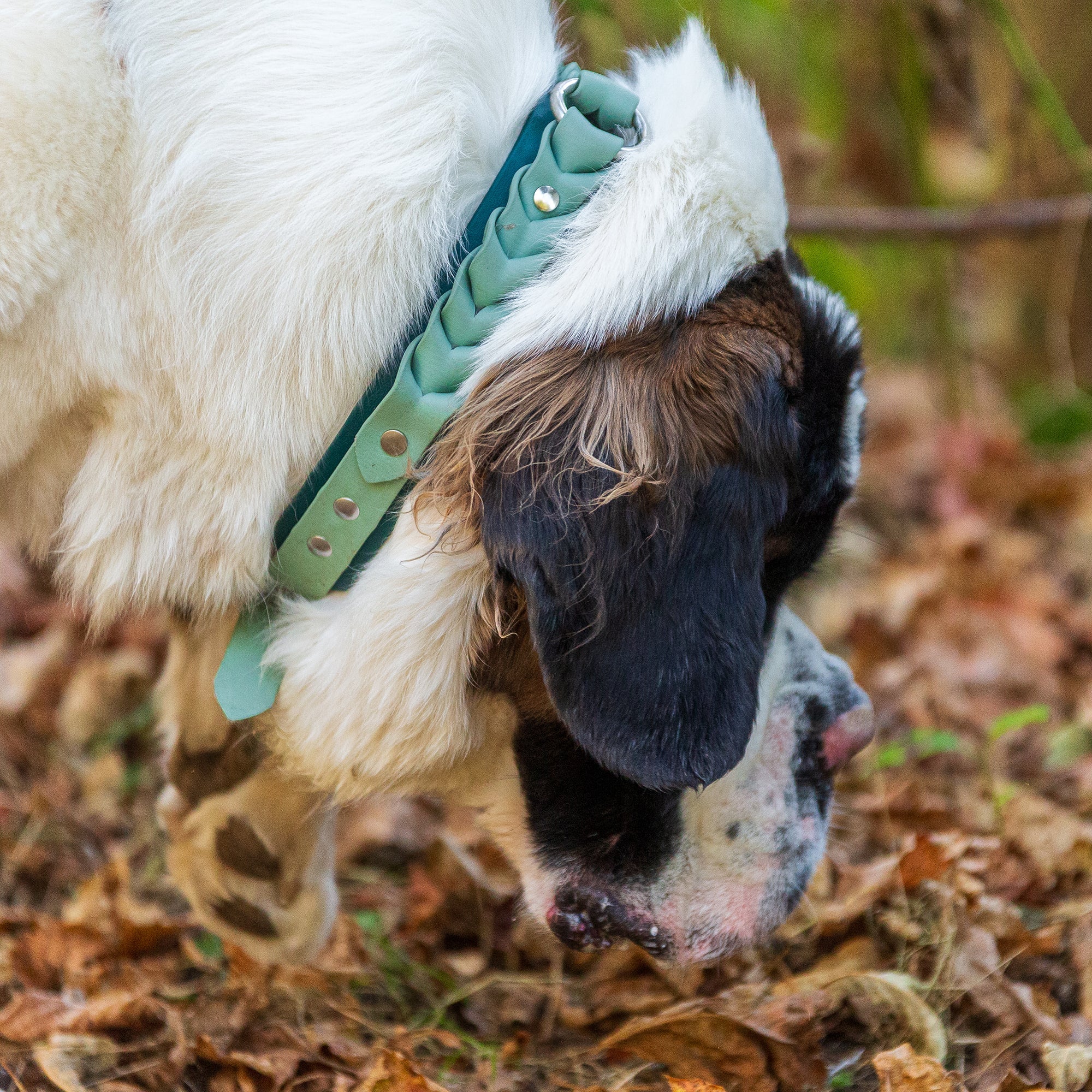 Meadow Roamer Braided Collar - Lucy + Norman