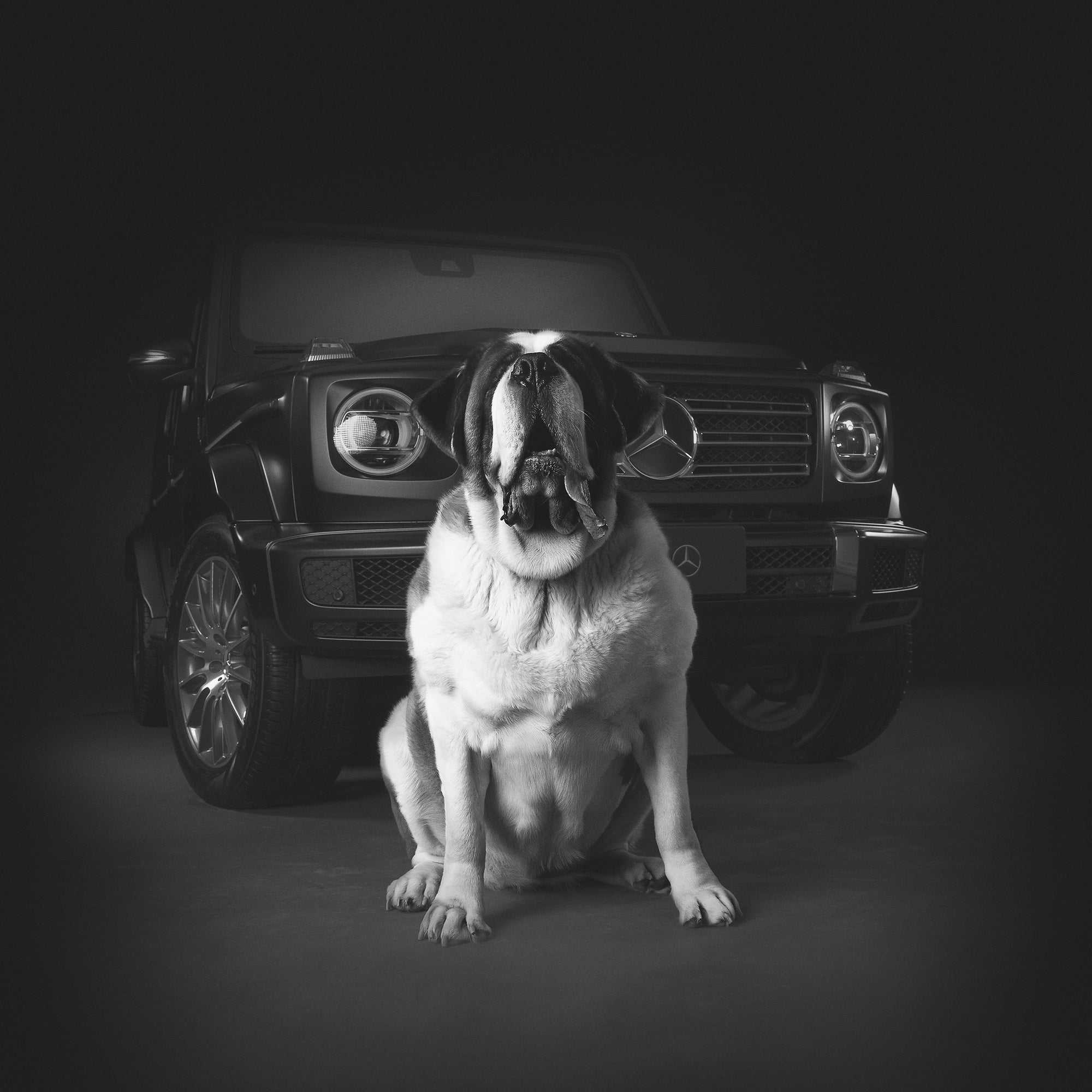 Dogs of Mercedes Benz G-Wagon - Lucy + Norman