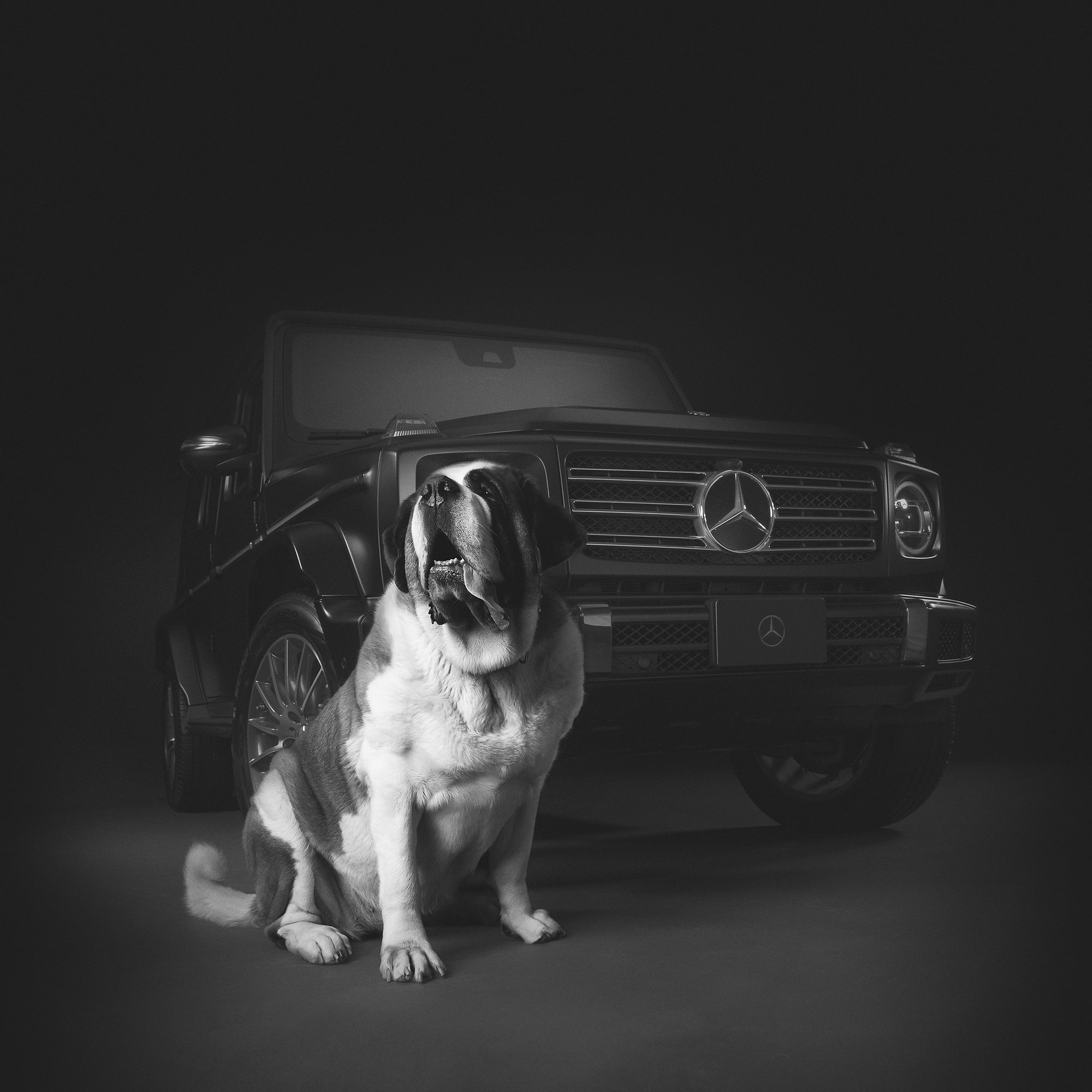 Dogs of Mercedes Benz G-Wagon - Lucy + Norman