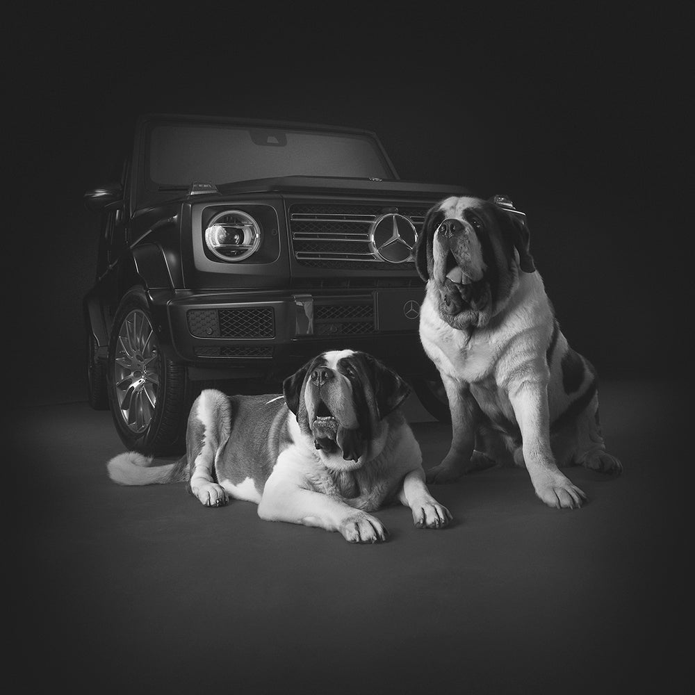 Dogs of Mercedes Benz G-Wagon - Lucy + Norman