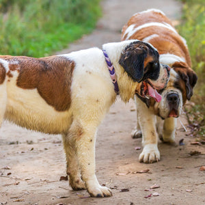 Pathfinder Braided Dog Collar - Lucy + Norman