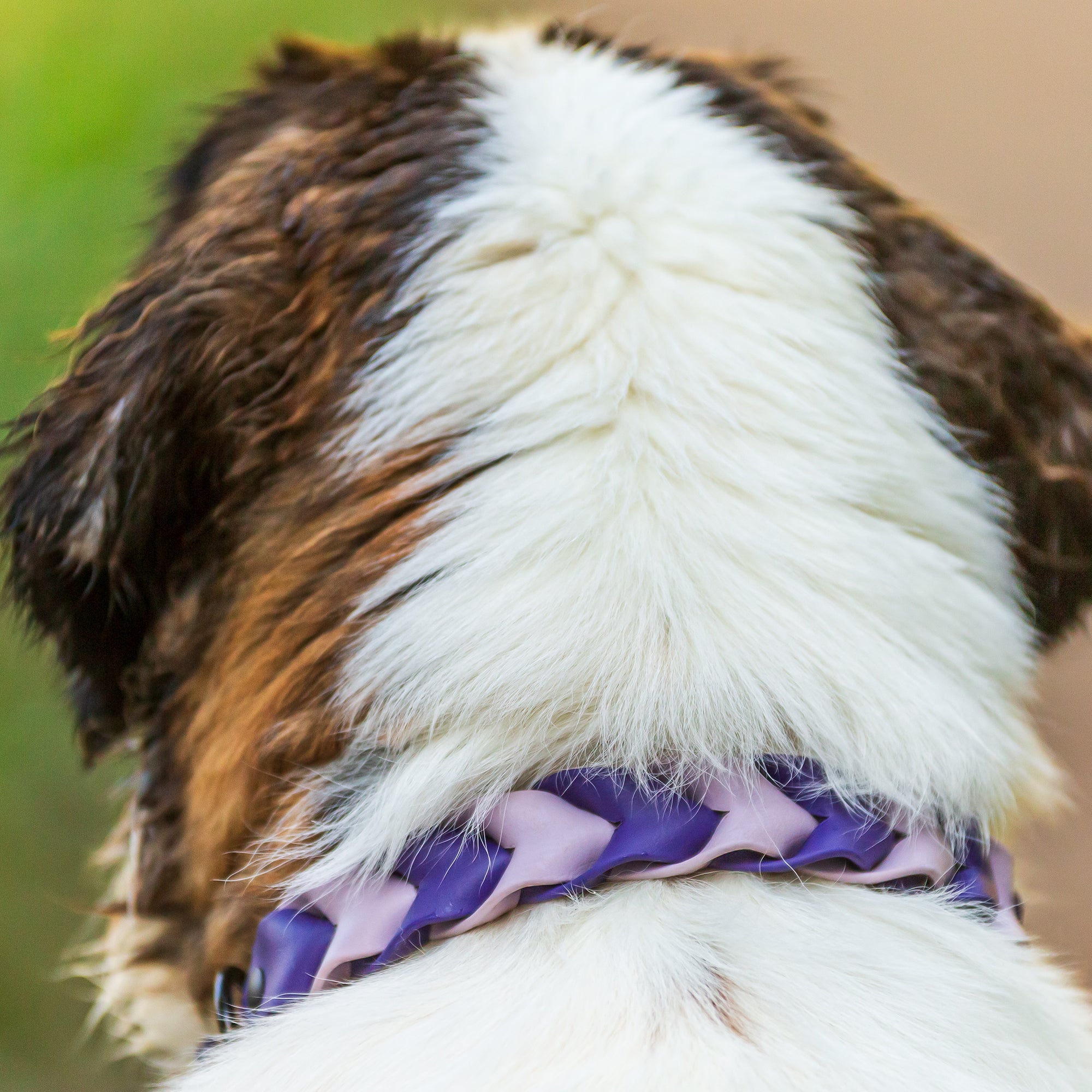 Pathfinder Braided Dog Collar - Lucy + Norman