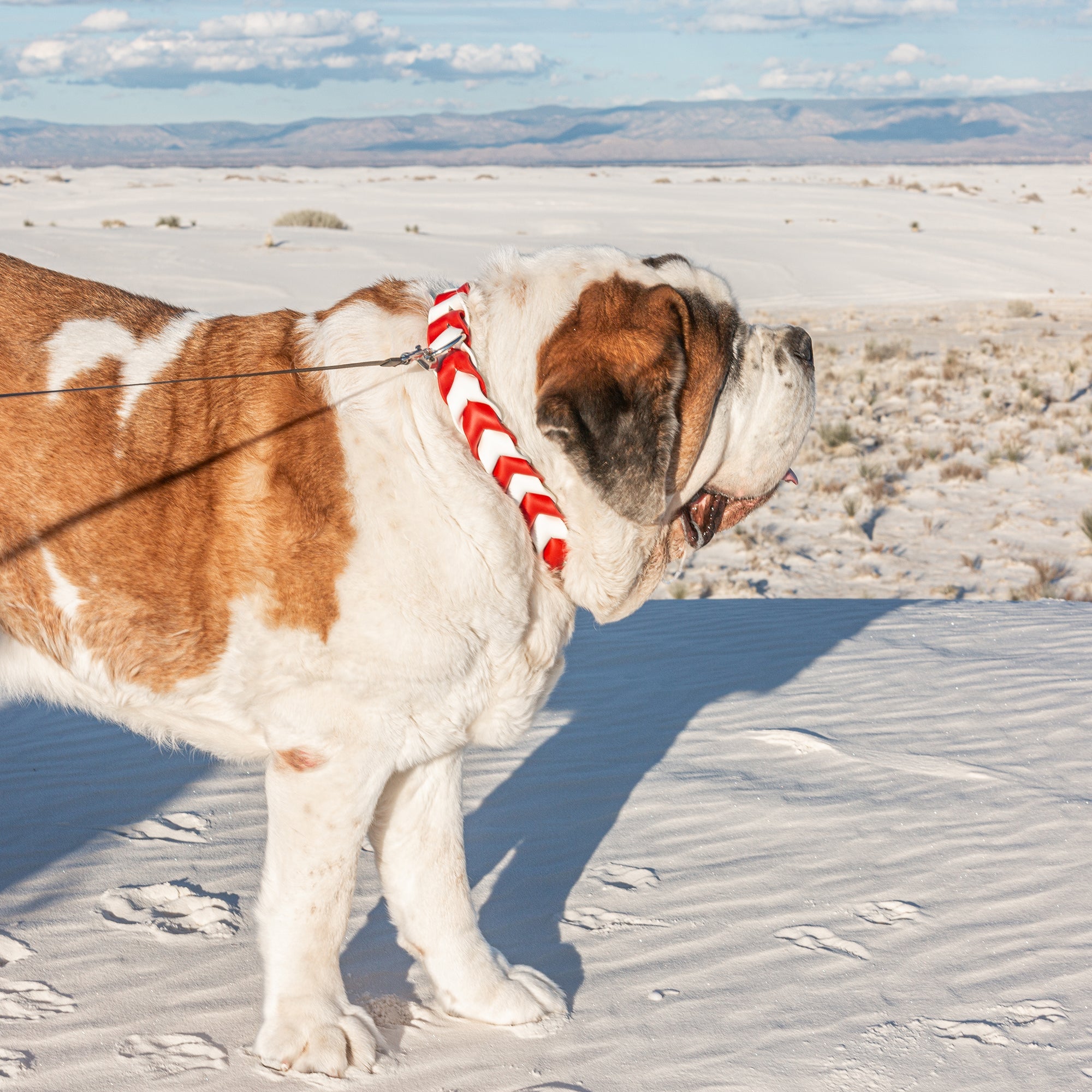 Pathfinder Braided Dog Collar - Lucy + Norman