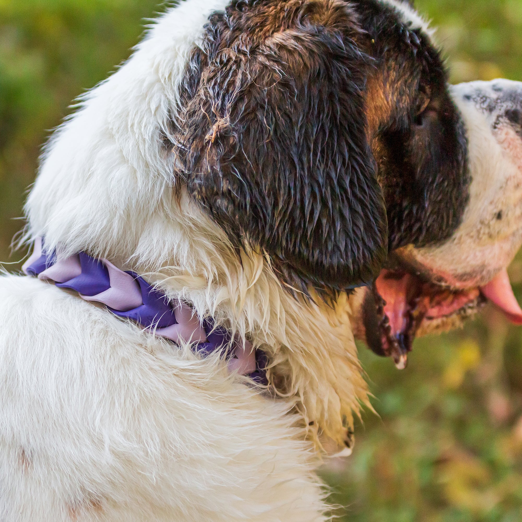 Pathfinder Braided Dog Collar - Lucy + Norman