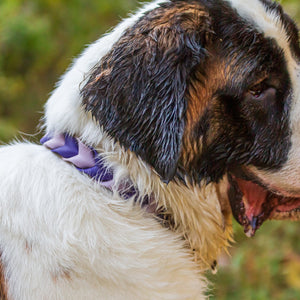 Pathfinder Braided Dog Collar - Lucy + Norman