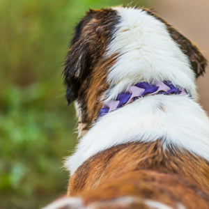 Pathfinder Braided Dog Collar - Lucy + Norman