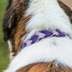 Pathfinder Braided Dog Collar - Lucy + Norman