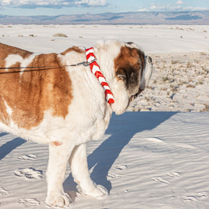 Pathfinder Braided Dog Collar - Lucy + Norman