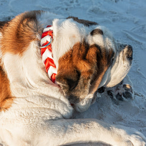 Pathfinder Braided Dog Collar - Lucy + Norman