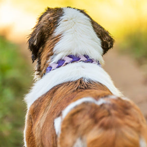 Pathfinder Braided Dog Collar - Lucy + Norman